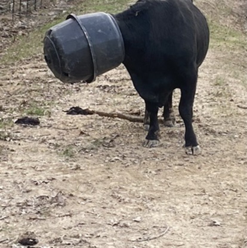 Bougie the bull with his head stuck in a bucket