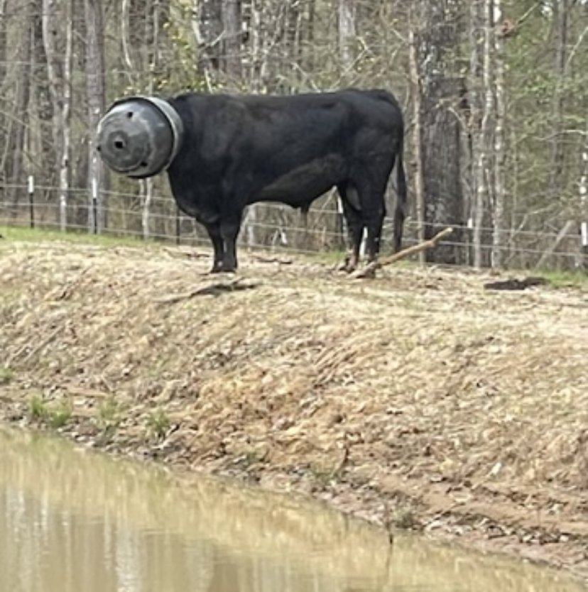 Bougie the bull with a bucket on his head, side view