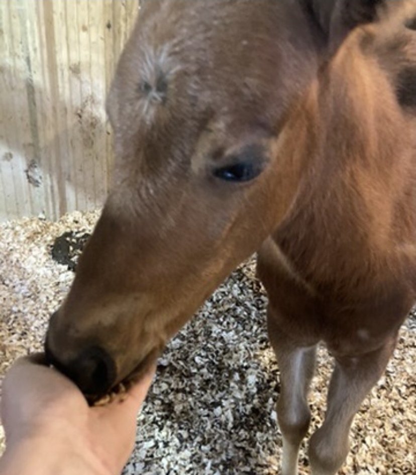 Little Bit as a young foal on the farm