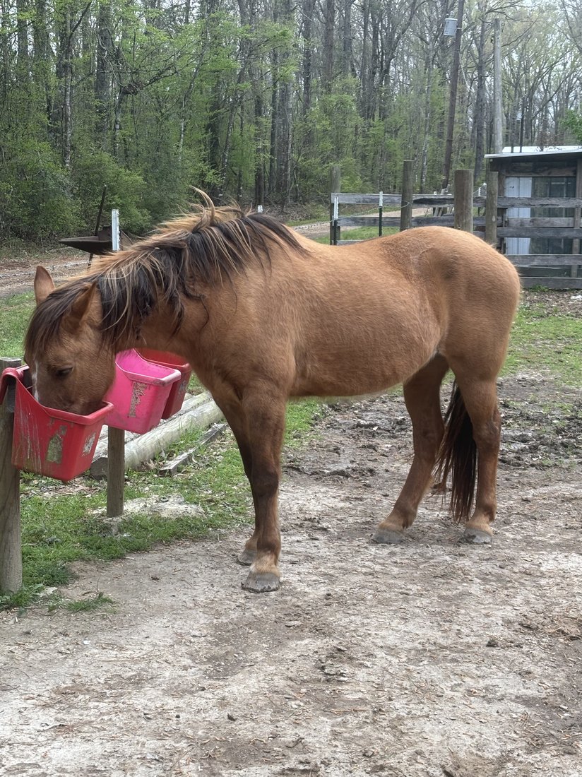 Salsa the horse eating from a feed bucket