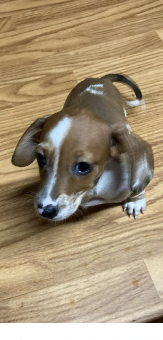 Pickles as a puppy