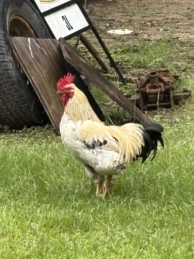 Bonito Jr. the rooster in the farmyard