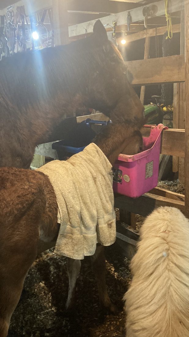 Goosey watching over the horses in the barn