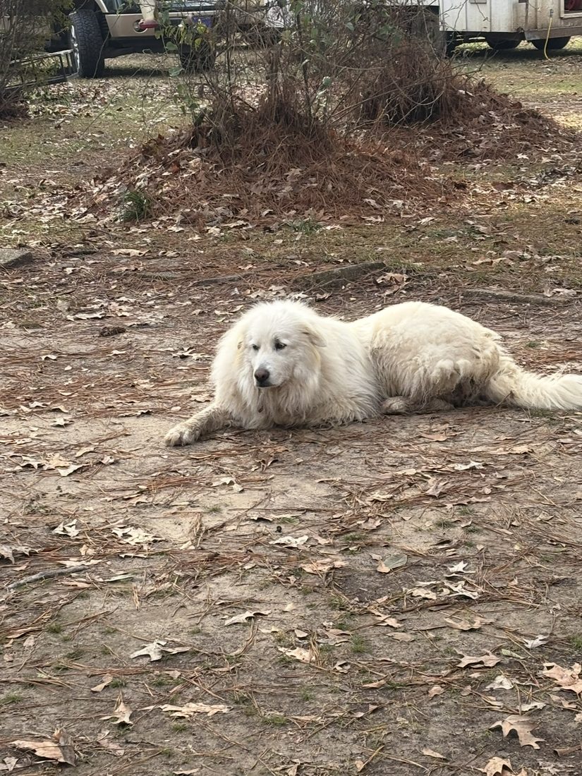 Goosey resting on the farm path