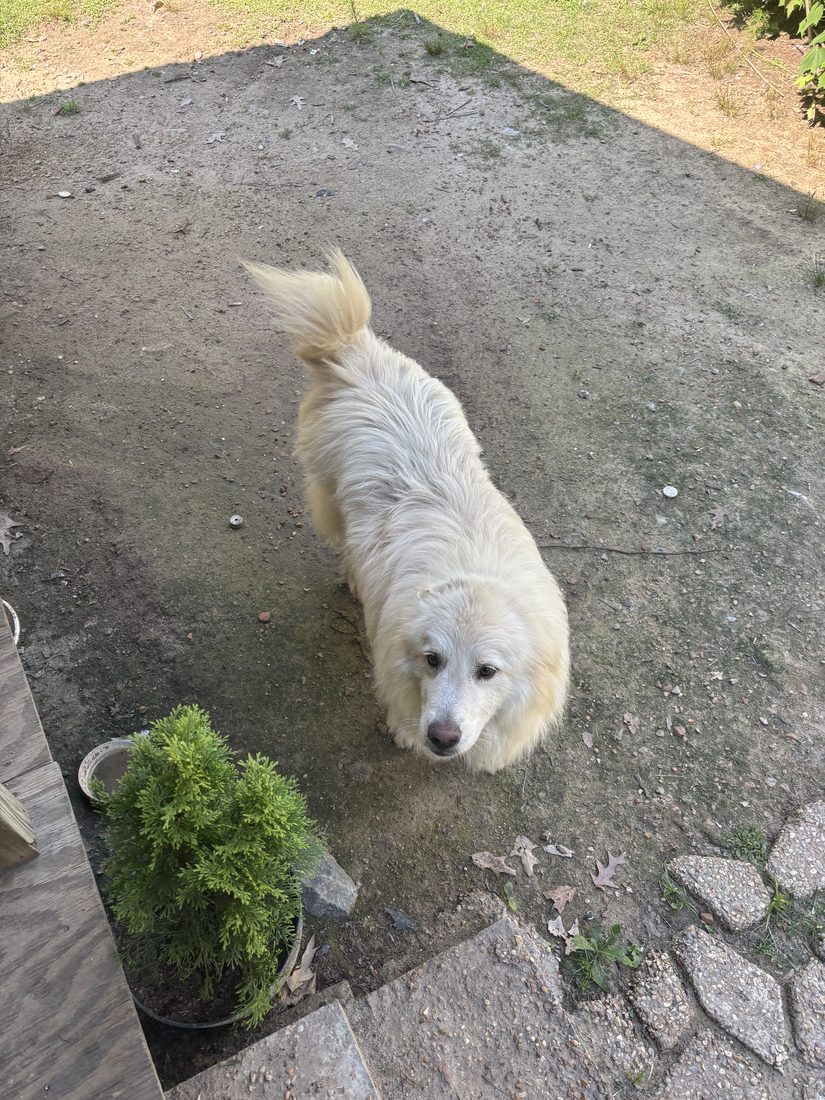 Goosey walking across the farm patio