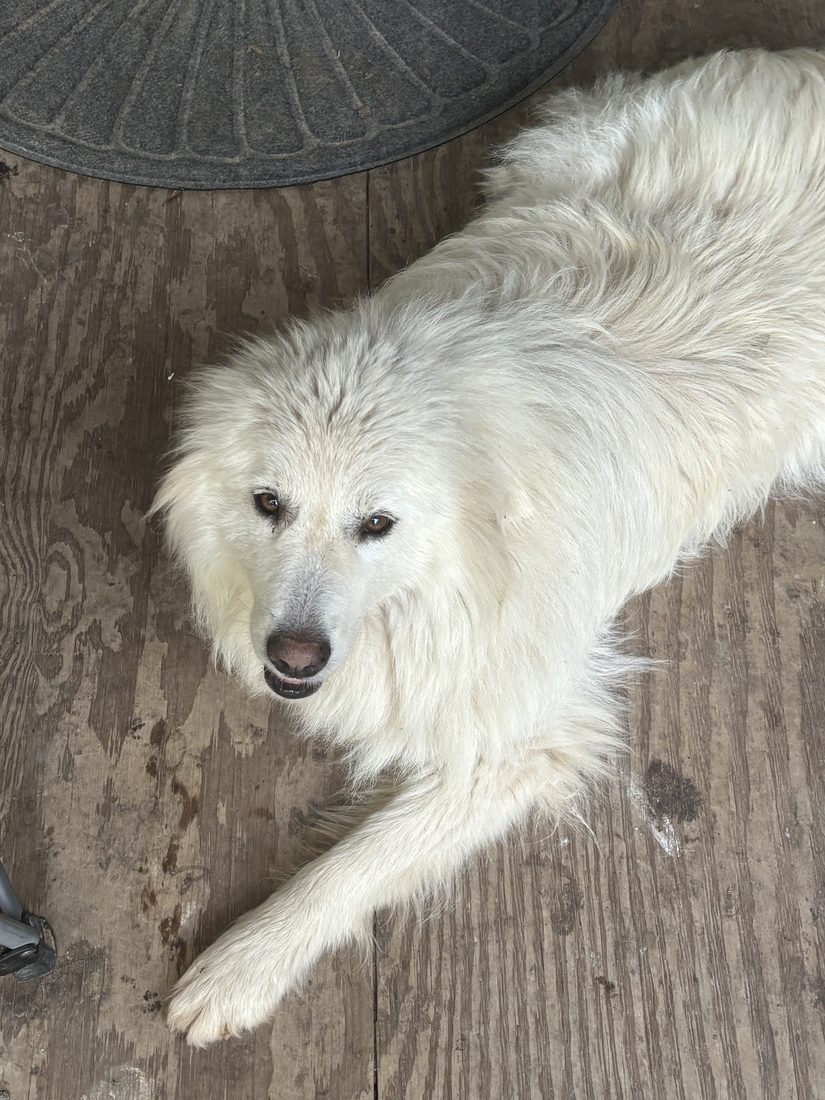 Close-up of Goosey lying on the deck