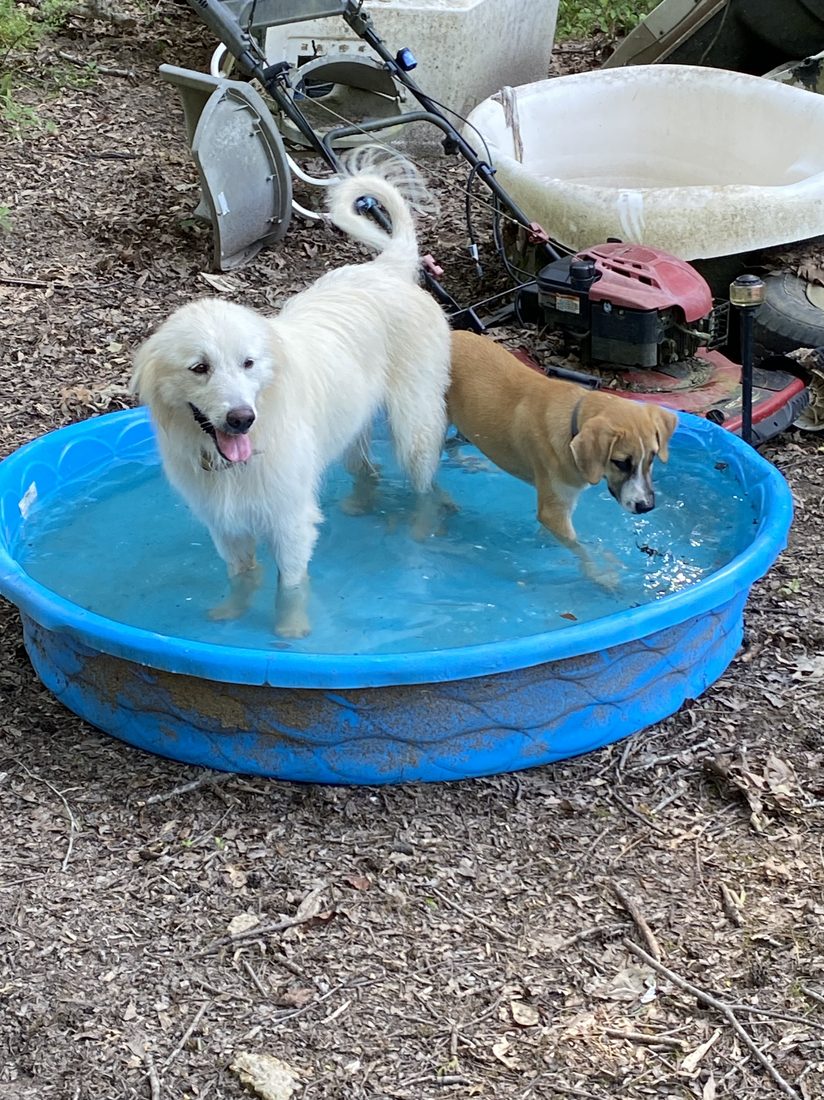 Goosey and a farm dog friend cooling off in a kiddie pool