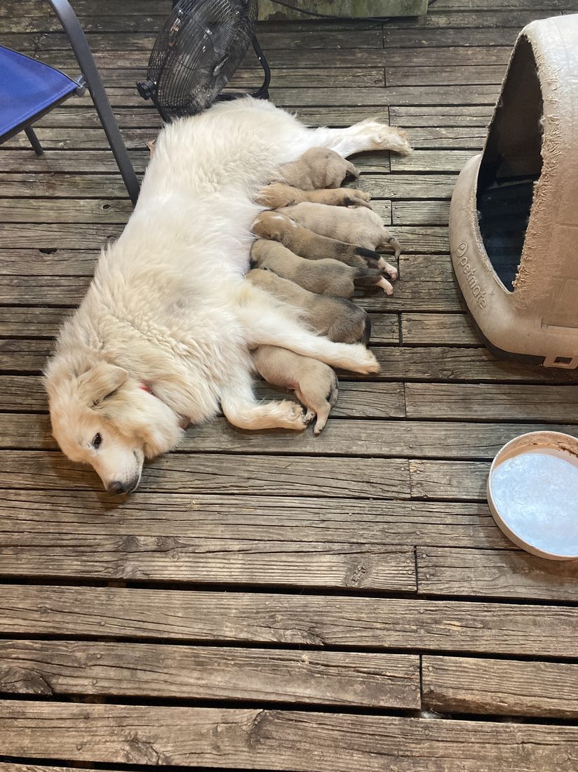 Goosey nursing her own puppies